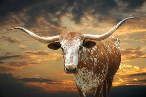 longhorn